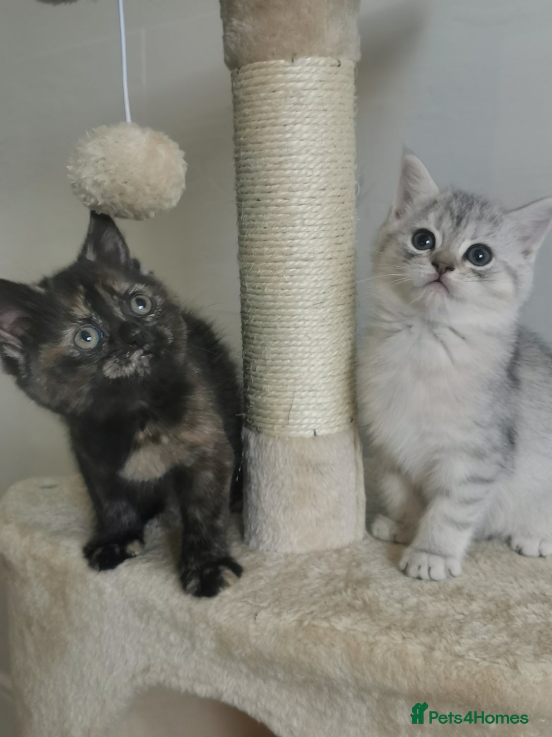 Persian cats for sale: Beautiful  silver shaded chinchilla Persian x bsh - Advert 3