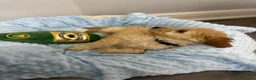 Cockapoo dogs for sale: ⭐️ BEAUTIFUL F1 TOY COCKAPOOS ⭐️ - Advert 10