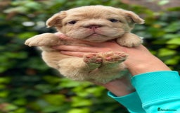 French Bulldog dogs for sale: Visual Fluffy 🧶 New Shade Frenchies 💎  - Image 17