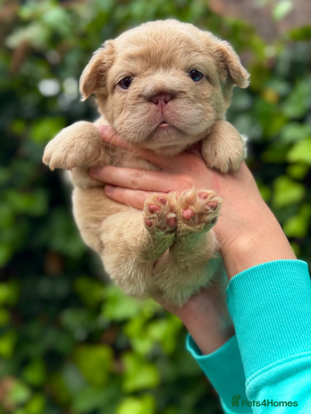 French Bulldog dogs for sale: Visual Fluffy 🧶 New Shade Frenchies 💎  - Image 17