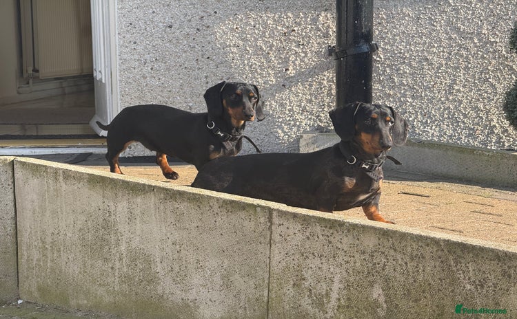 Dachshund dogs - Advert 1