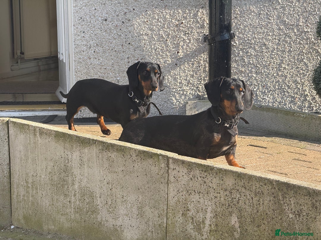 Dachshund dogs for sale: 2 dachshund sisters looking for new home - Image 1