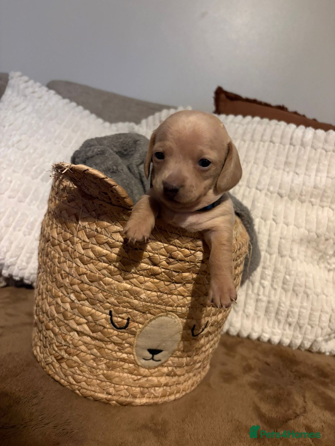 Miniature Dachshund dogs for sale: Miniature dachshund puppies forsale - Advert 17