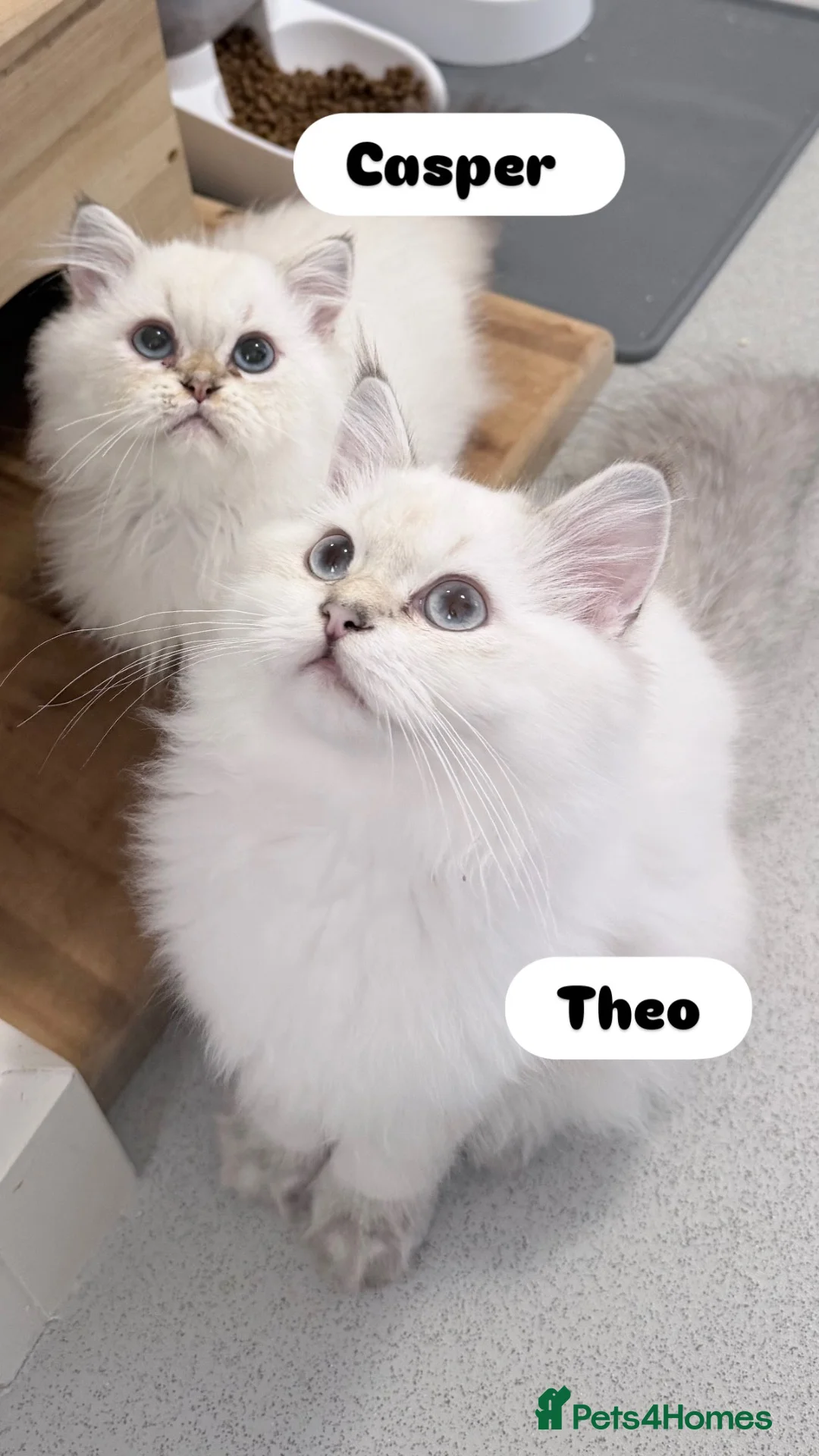 Scottish Fold cats for sale: READY **PRICE REDUCED **Top Quality Boy Kittens - Advert 1