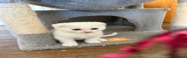 Gizmo