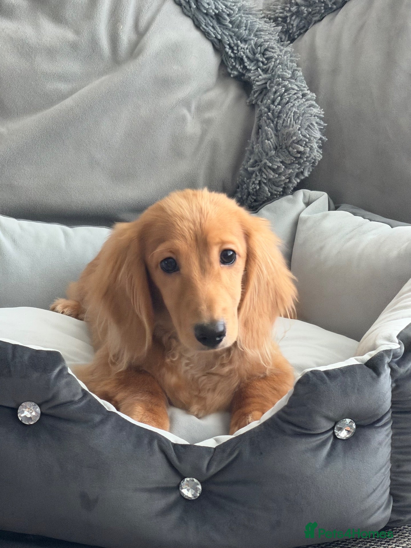 Miniature Dachshund dogs Ready now KC reg 5 month old boy  - Advert 1