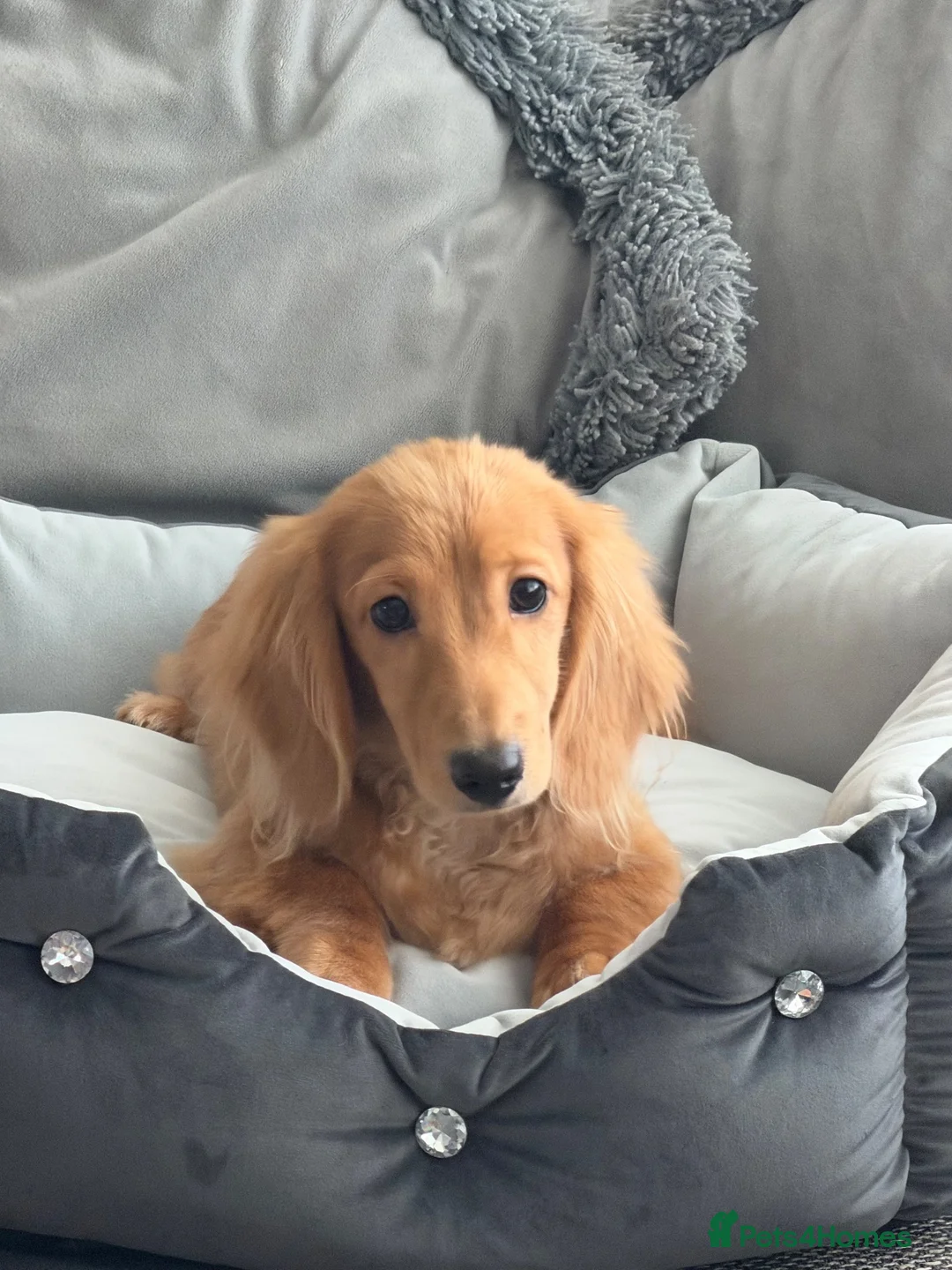 Miniature Dachshund dogs for sale: Ready now KC reg 5 month old boy  - Advert 1