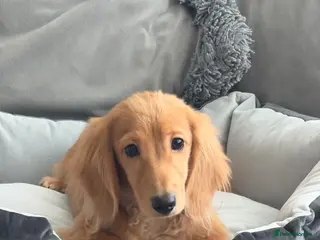 Miniature Dachshund dogs Ready now KC reg 5 month old boy - Advert 1