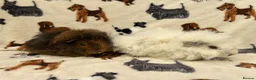 Guinea Pig rodents for sale: Baby Guinea pigs  - Advert 16
