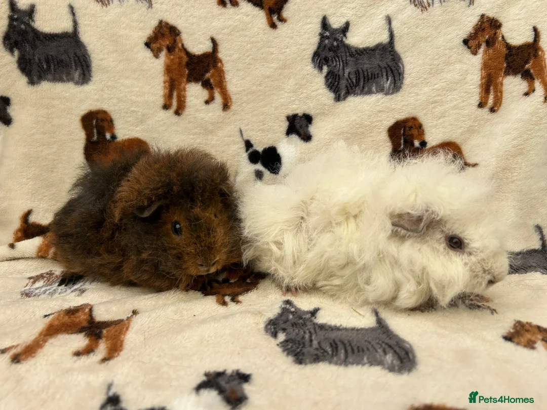 Guinea Pig rodents for sale: Baby Guinea pigs  - Advert 6