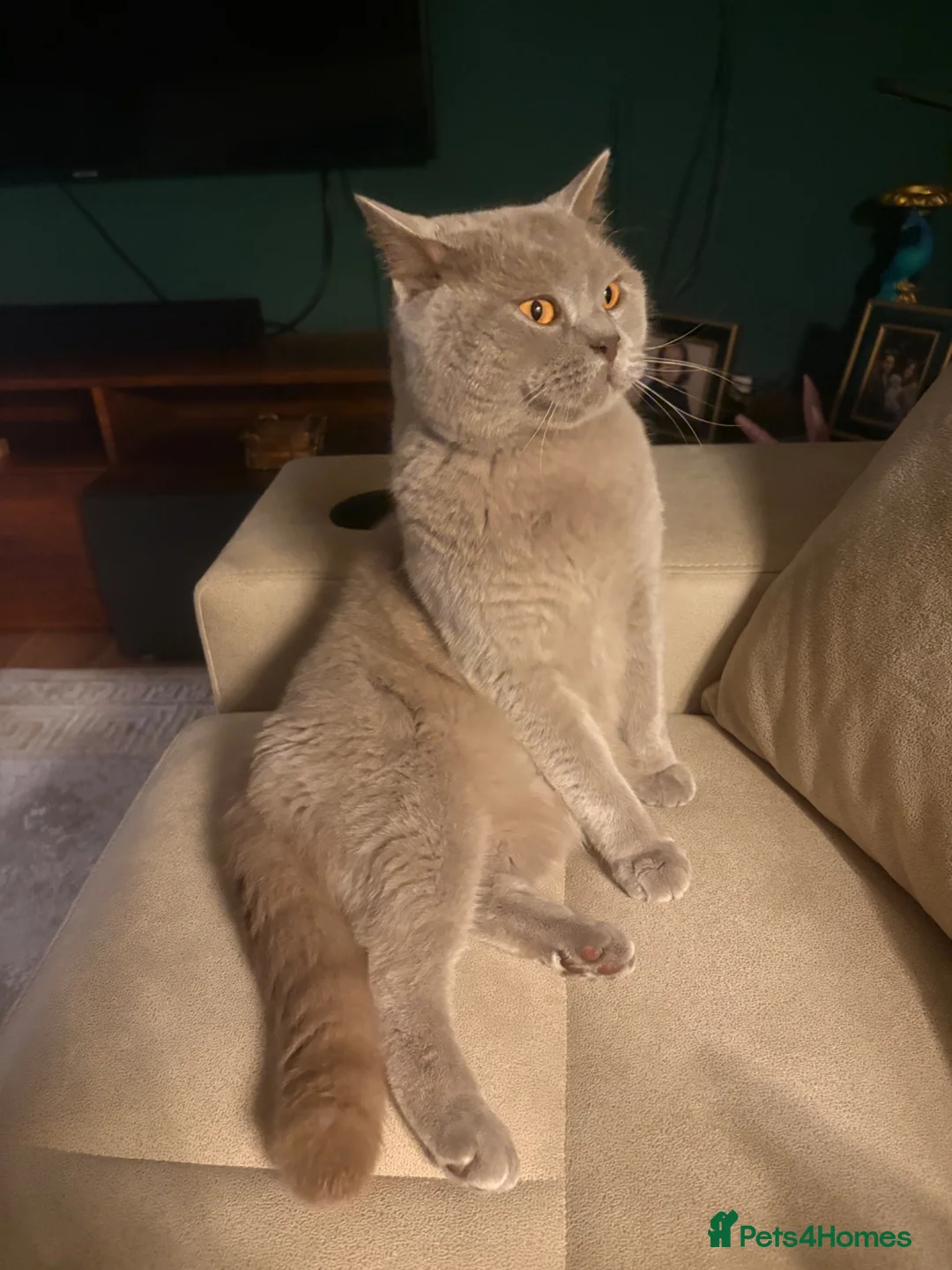 British Shorthair cats for sale: Teddy - British Shorthair Neutered Male-NO Offers - Advert 2