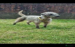 Mixed Breed dogs for sale: Bedlington x whippet pups  - Image 4