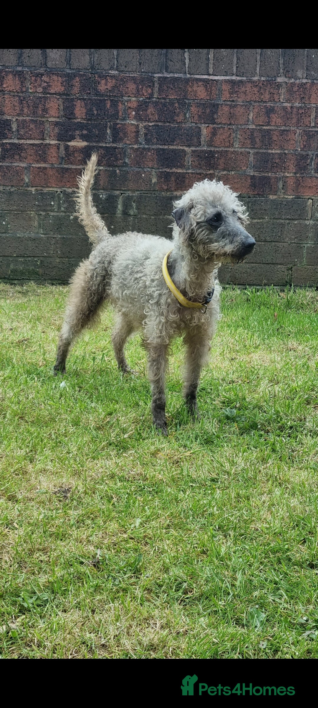Mixed Breed dogs for sale: Bedlington x whippet pups  - Image 4