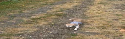 Chihuahua dogs for stud: Stud Merle chihuahua age 5 - Advert 4
