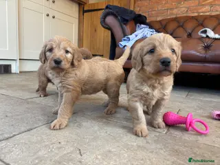 Labradoodle dogs F1 Labradoodle Puppies - Advert 6
