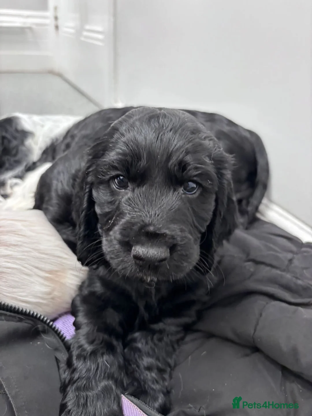 Cocker Spaniel dogs for sale: Cocker Spaniel Puppies (available for veiwing) - Advert 3