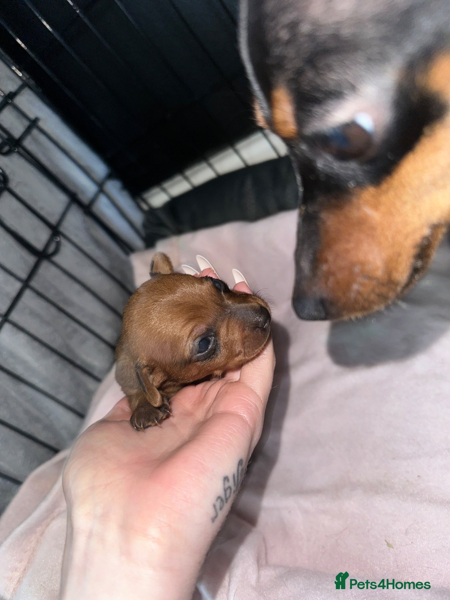 Miniature Pinscher dogs Miniature pinschers puppies  - Advert 2