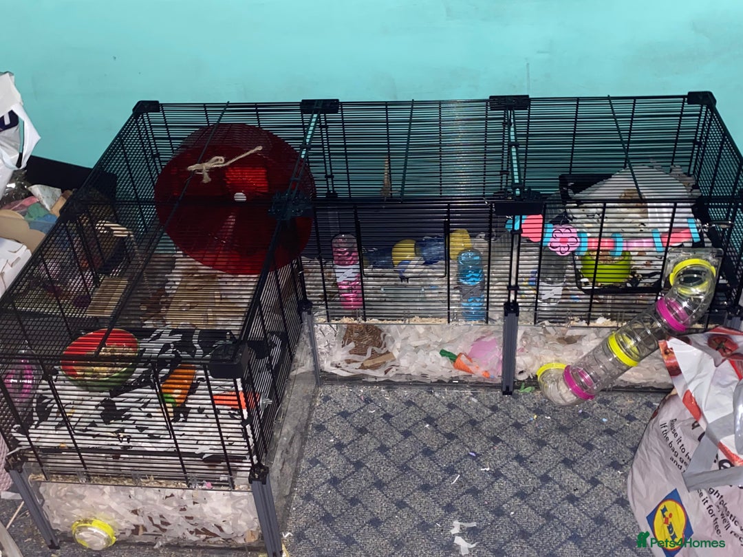 Mouse rodents for sale: Fancy mice  - Advert 5