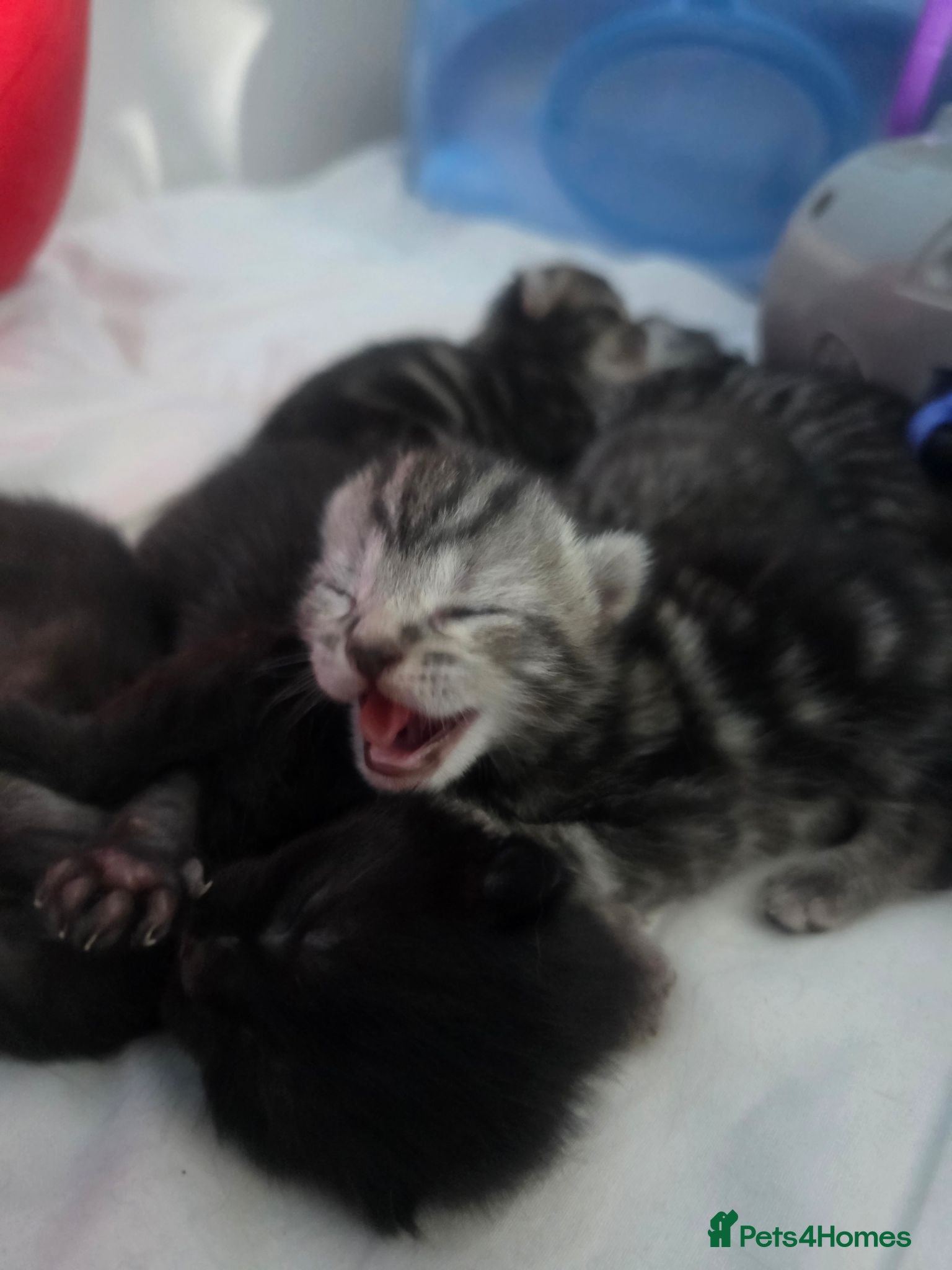 Mixed Breed cats Beautiful bengal x kittens  - Advert 2