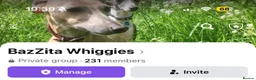 Italian Greyhound dogs for sale: 7/8 Italian Greyhound, 1/8 Whippet Puppies Due - Advert 3