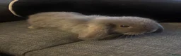 Mini Lion Lop rabbits for sale: 4 beautiful baby rabbits in Redditch - Advert 6