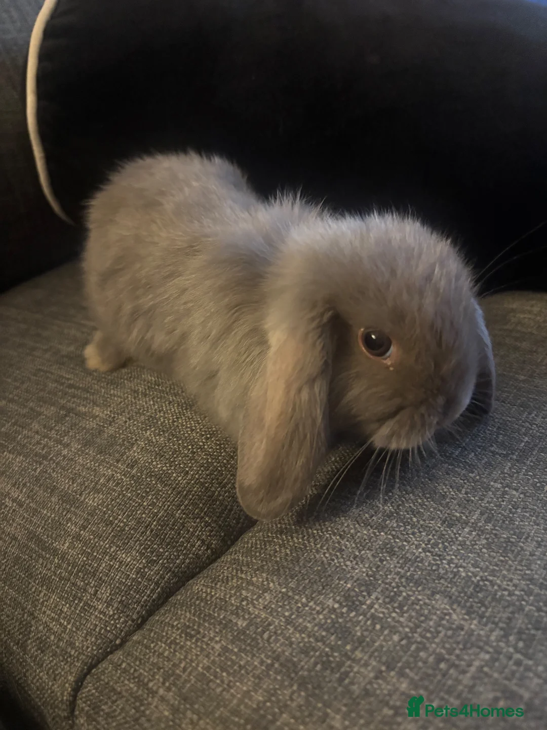 Mini Lion Lop rabbits for sale: 4 beautiful baby rabbits in Redditch - Advert 6