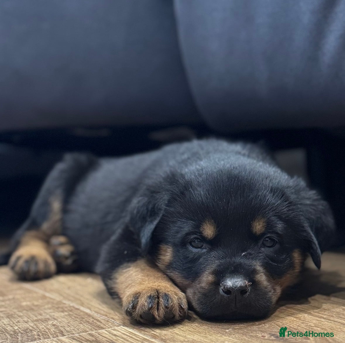 Rottweiler dogs Rottweiler Puppies - Advert 1