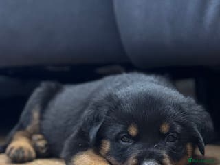 Rottweiler dogs Rottweiler Puppies - Advert 2