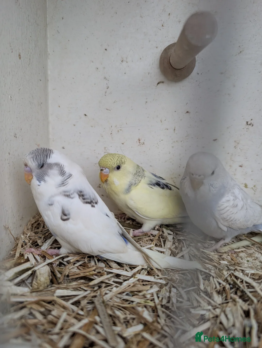 Budgerigars birds for sale: Baby budgies and starter cage ( Finchs also ) - Advert 5
