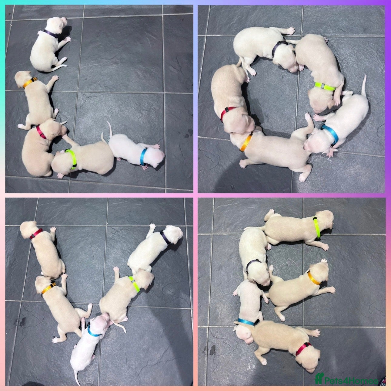 Italian Greyhound dogs Exceptionally Well-Bred Italian Greyhound Puppies - Advert 3