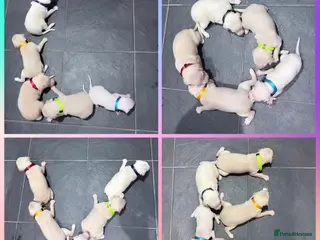 Italian Greyhound dogs Exceptionally Well-Bred Italian Greyhound Puppies - Advert 3