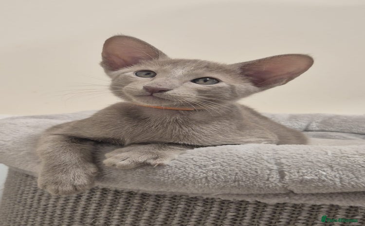 Oriental cats - Advert 1
