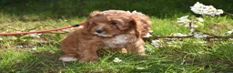 Cavapoo dogs for sale: Ready Now F1 Toy Cavapoo Puppies Health Tested - Advert 10