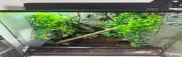 Gecko reptiles for sale: Female Crested Gecko with Full Set Up in Newport - Advert 8