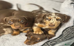 Miniature Dachshund dogs for sale: Miniature Dachshund puppy’s  - Image 1