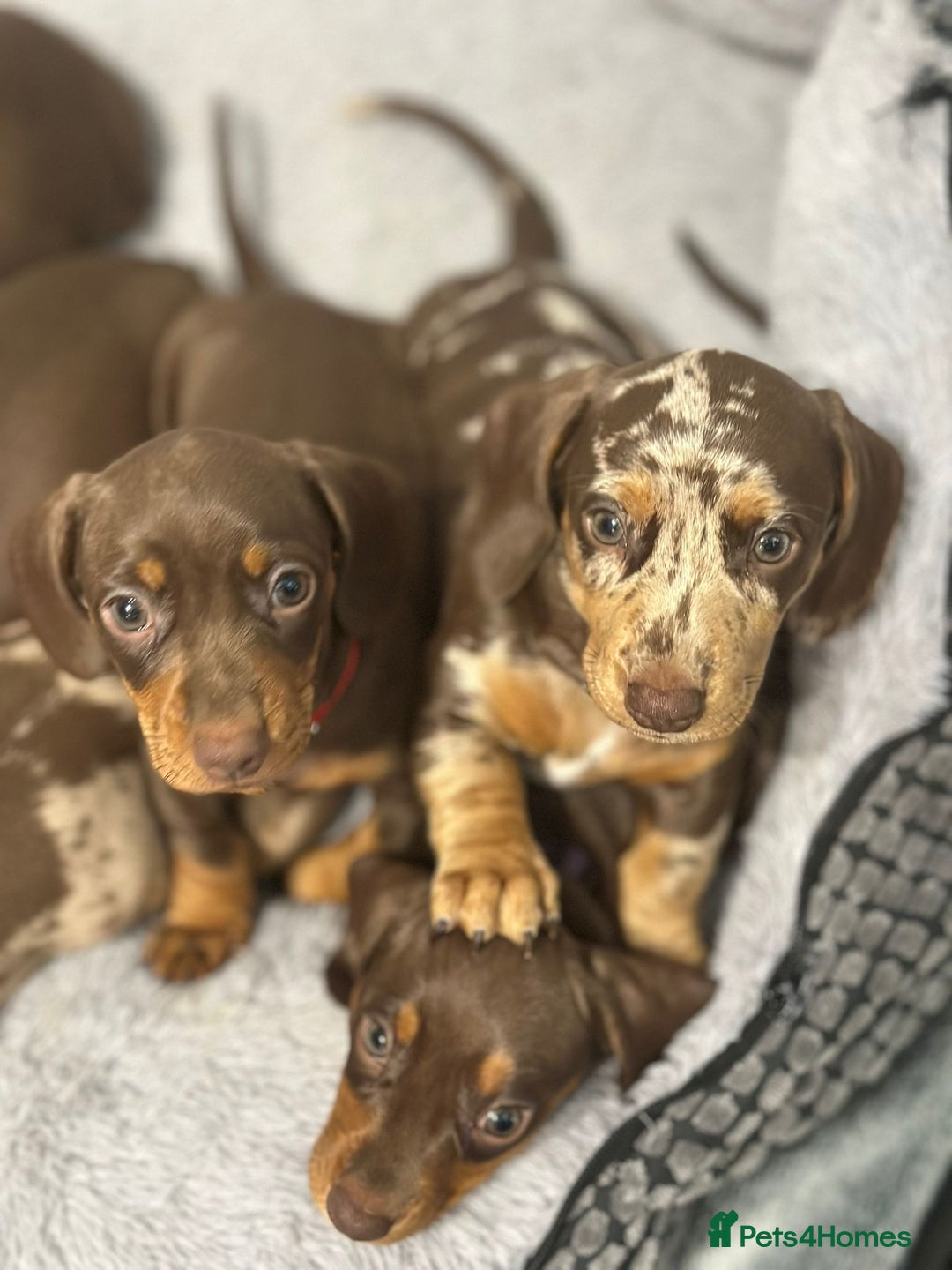 Miniature Dachshund dogs for sale: Miniature Dachshund puppy’s  - Image 1