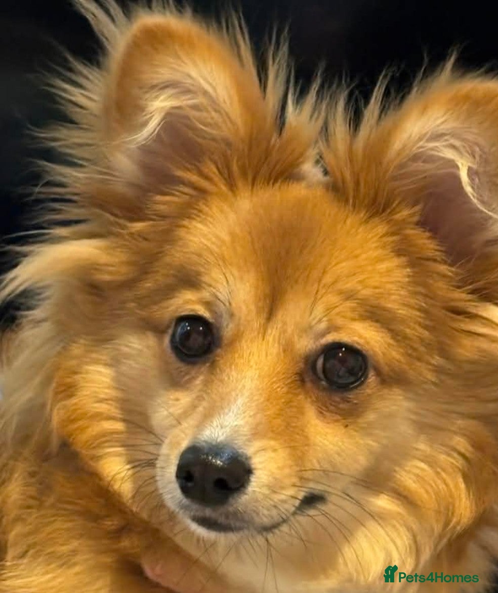 Mixed Breed dogs POMERANIAN PUP - Advert 8