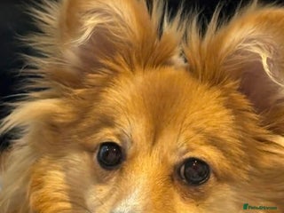 Mixed Breed dogs POMERANIAN PUP - Advert 1