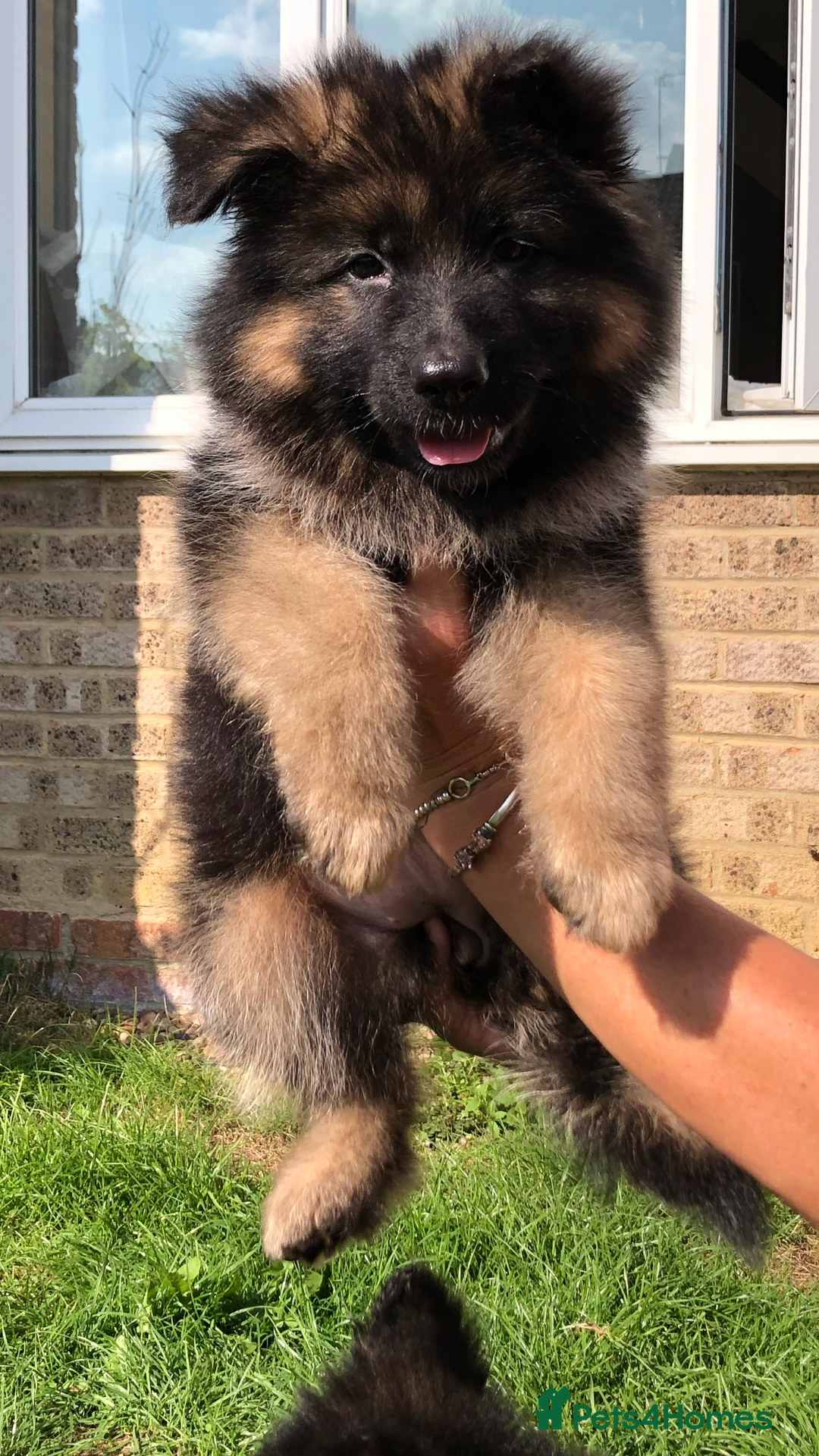 German Shepherd dogs for sale:  kc health tested long haired German shepherd pups - Image 17