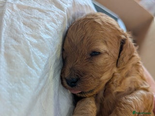 Cockapoo dogs Mini red cockapoo puppies ready 12th Jan 2026 - Advert 6