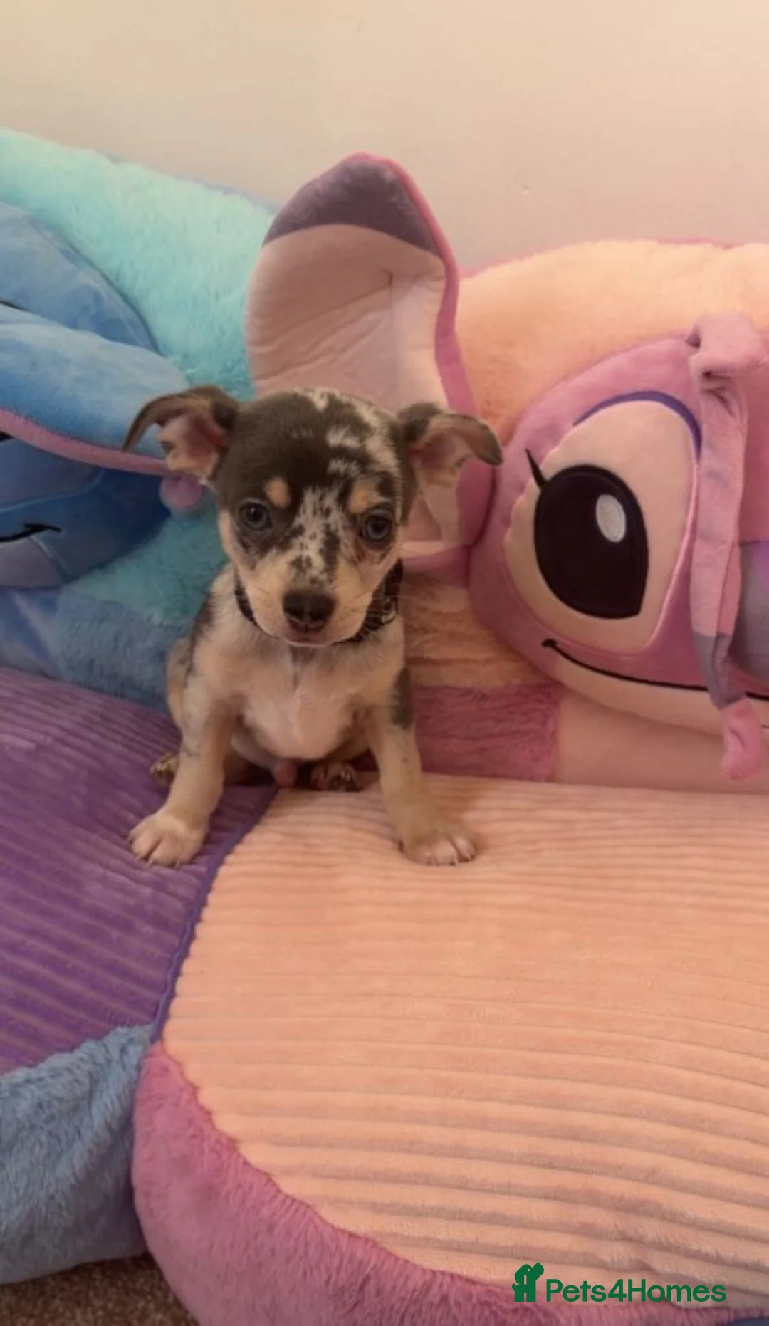 Chihuahua dogs for sale: Blue Merle chihuahua puppies. in Manchester - Advert 2