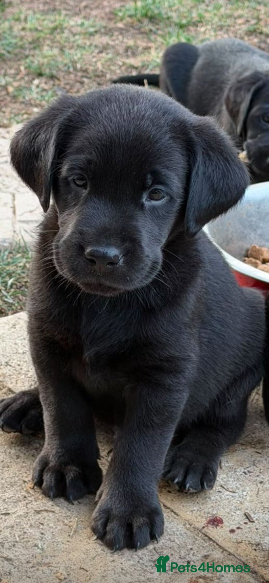 Labrador Retriever dogs for sale: Beautiful kc registered Labrador available now  - Advert 1