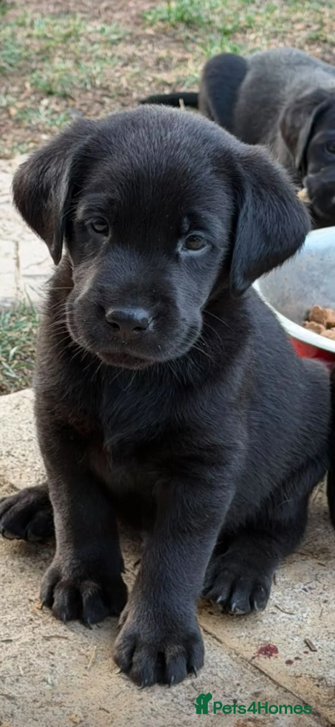 Labrador Retriever dogs for sale: Beautiful kc registered Labrador available now  - Advert 4