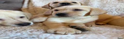 Labrador Retriever dogs for sale: ❤️💫 Superb, chunky, Golden Labrador puppies 💫❤️ in Stourbridge - Advert 6