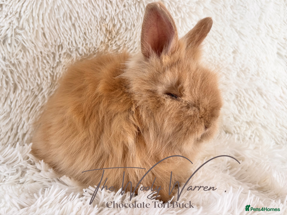 Angora rabbits for sale: Fully Vaccinated Pedigree Angoras - Advert 10
