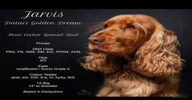 Cocker Spaniel dogs - Advert 7