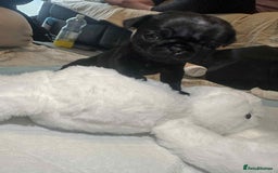Pug dogs for sale: KCreg pug puppies for sale. - Image 6