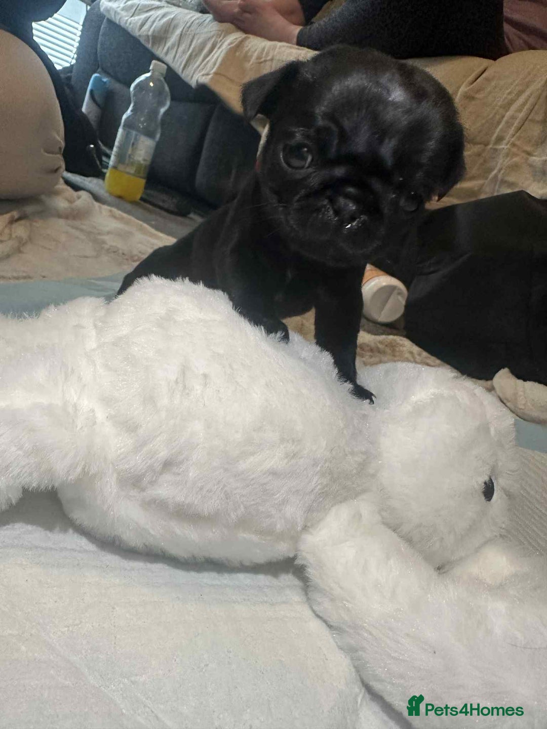 Pug dogs for sale: KCreg pug puppies for sale. - Image 6