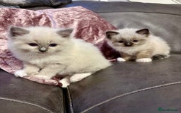 Ragdoll cats for sale: Beautiful Ragdoll kittens - Image 26
