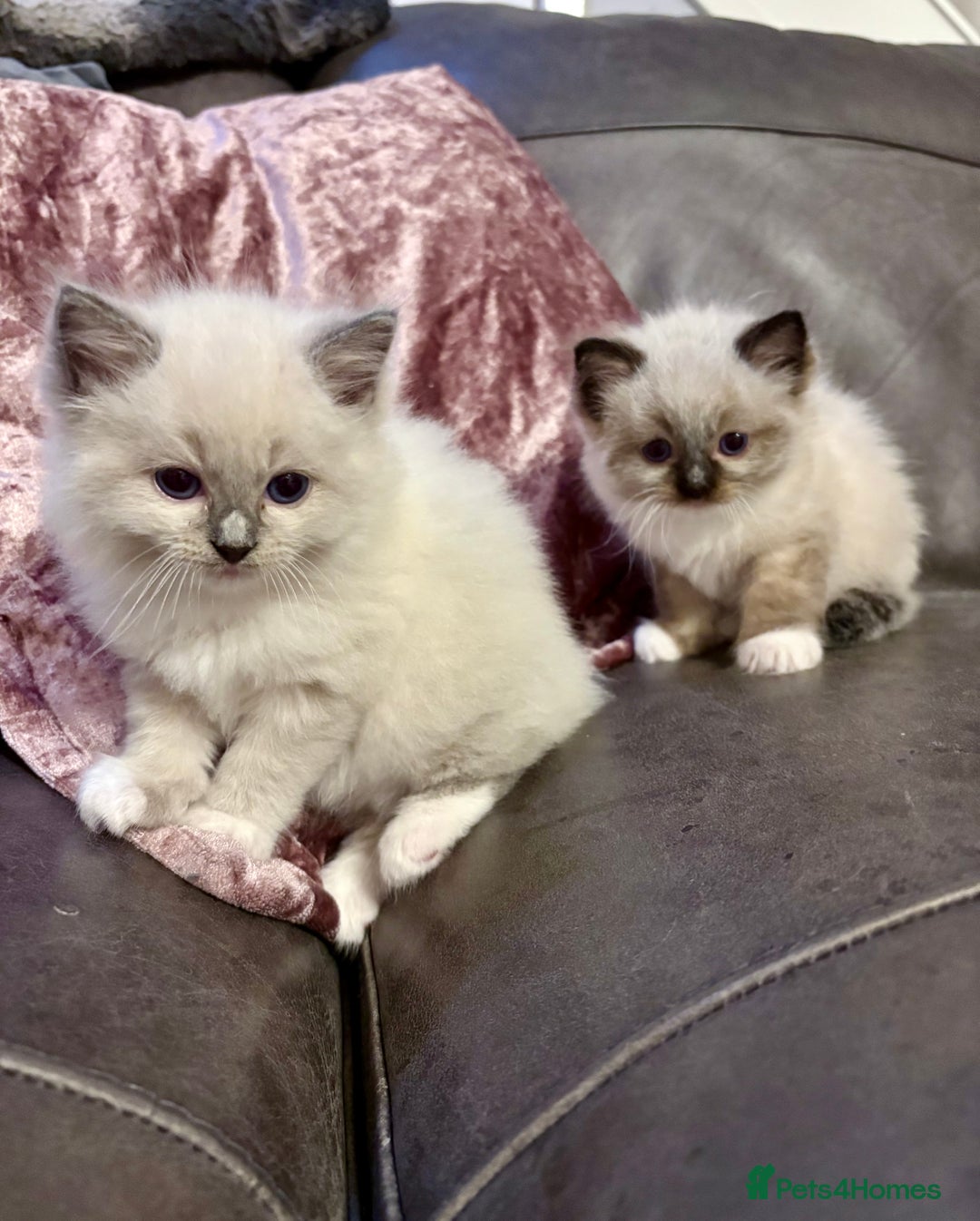 Ragdoll cats for sale: Beautiful Ragdoll kittens - Image 26